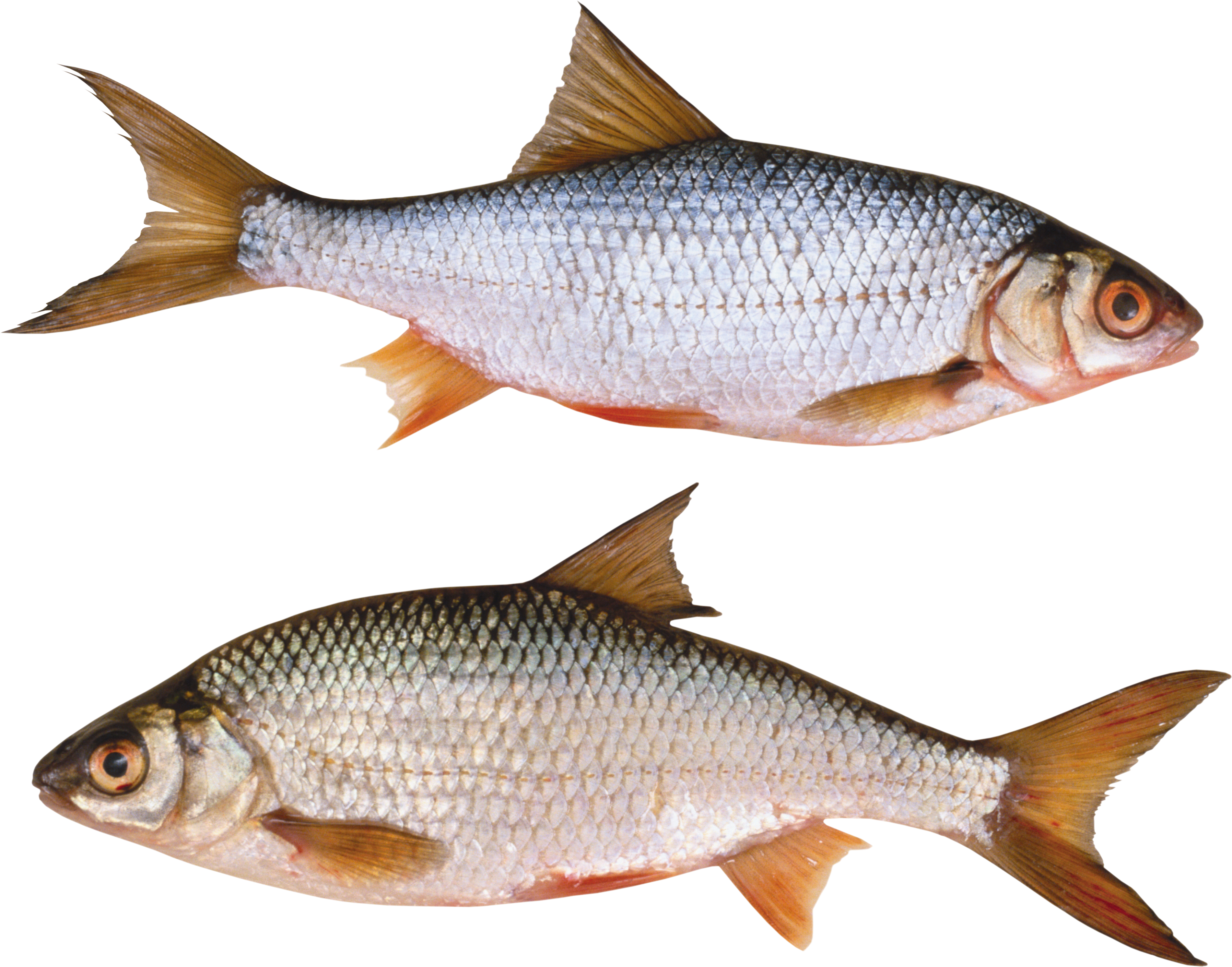 Fish Png - Imagen De Pez Real (3591x2820), Png Download