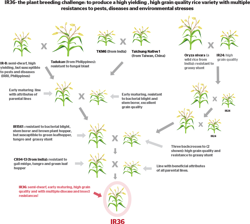 How Do You Develop A New Crop Variety By Conventional - Cross Breeding Of Rice (890x834), Png Download
