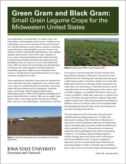 Green Gram And Black Gram - Grass (1200x630), Png Download