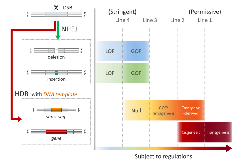 This Is A Figure Depicting Four Regulatory Models For - Gmo Genome Editing (849x575), Png Download