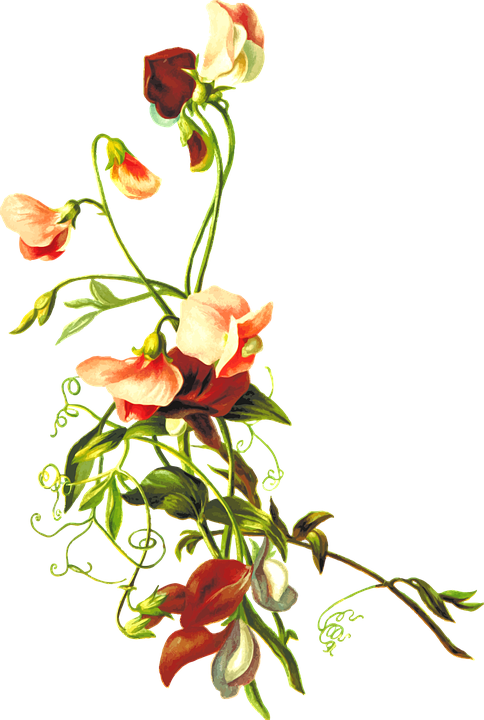 Flower Leaf Png - Flowers And Leaves Png (484x720), Png Download