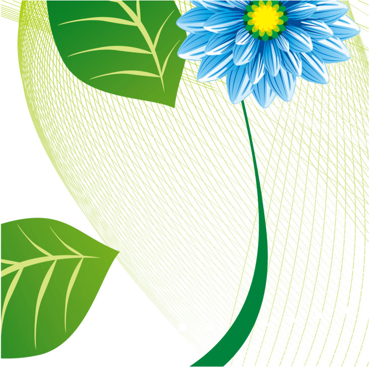 Decorative Leaf Png Image - African Daisy (800x800), Png Download