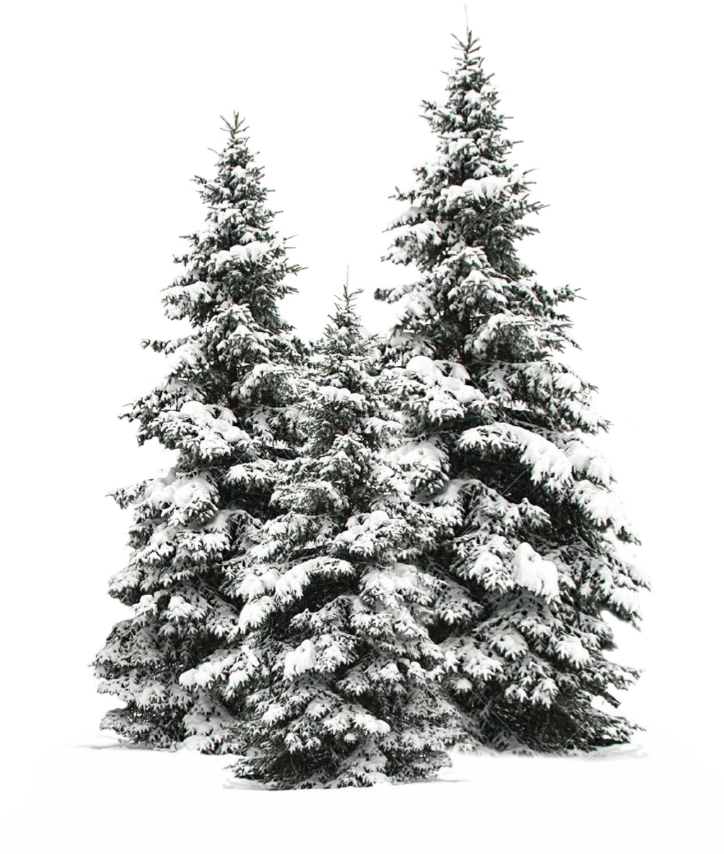 Tree Trees Christmas Christmastree Snow Winter Wintertr - Snowy Pine Trees Drawing (1024x1207), Png Download