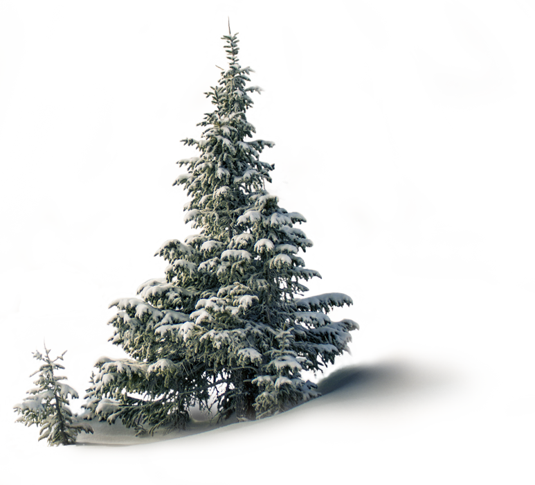 Christmas Tree Sale - Png Kerst Sfeer (773x700), Png Download