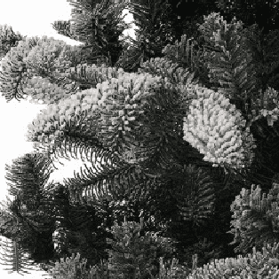 Lodgepole Pine (314x315), Png Download