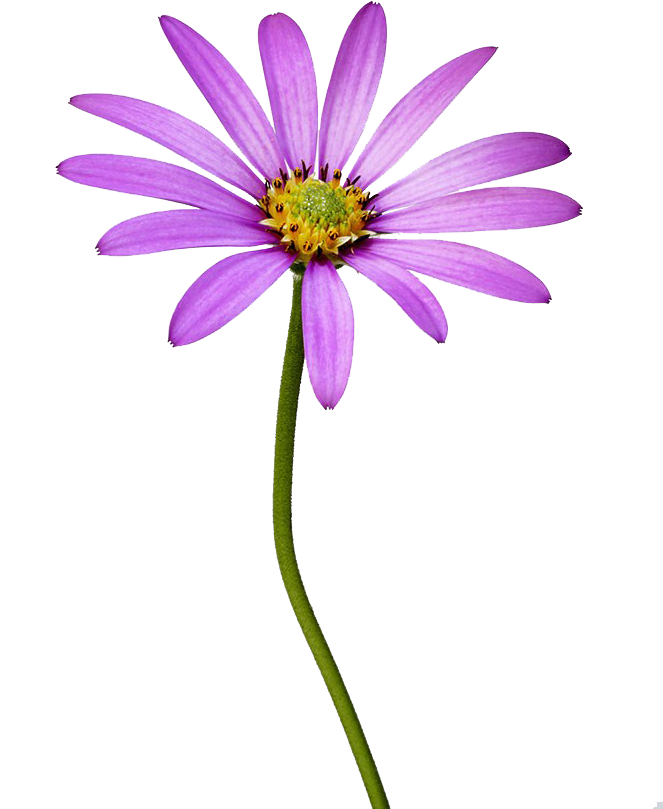 南非万寿菊高清图片 (683x880), Png Download