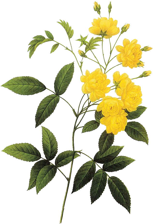 黄色盛放的花 - Pierre Joseph Redouté Png (658x947), Png Download