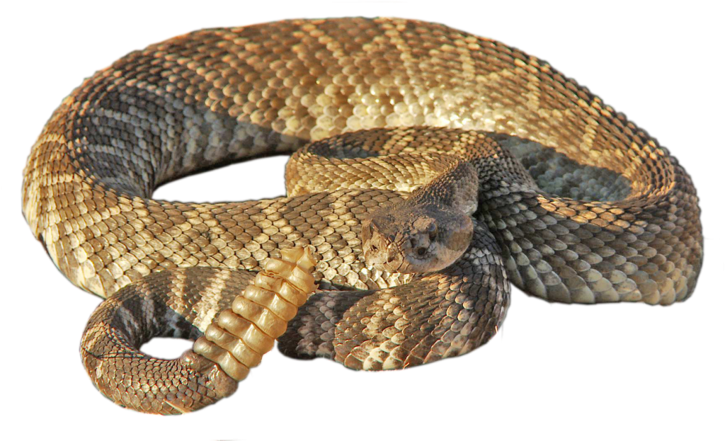 Rattlesnake Png Transparent Free Images - Timber Rattlesnake Png (1024x623), Png Download