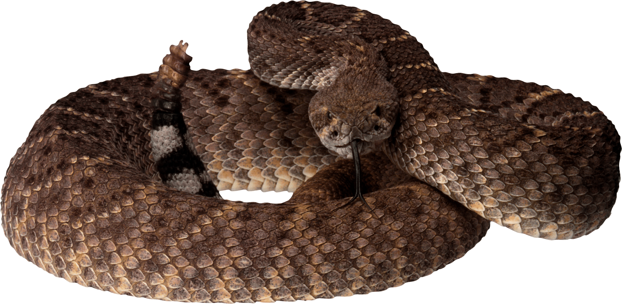 Free Png Brown Snake Png Images Transparent - Israel, The Final Holocaust - Trade Paperback (850x417), Png Download