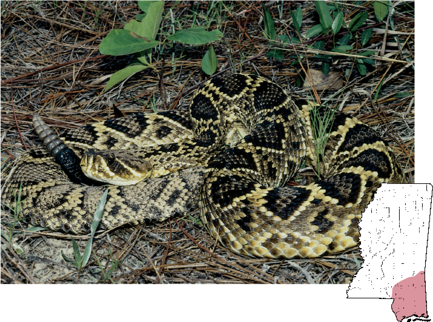 Eastern Diamondback Rattlesnake Crotalus Adamanteus - Eastern Diamondback Rattlesnake Mississippi Snakes (1435x1069), Png Download