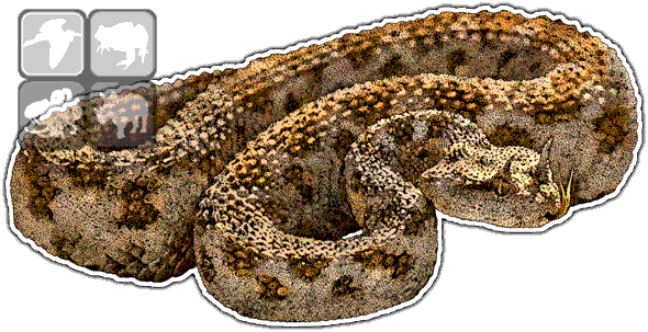 Desert Horned Viper - Desert Viper Png (590x303), Png Download