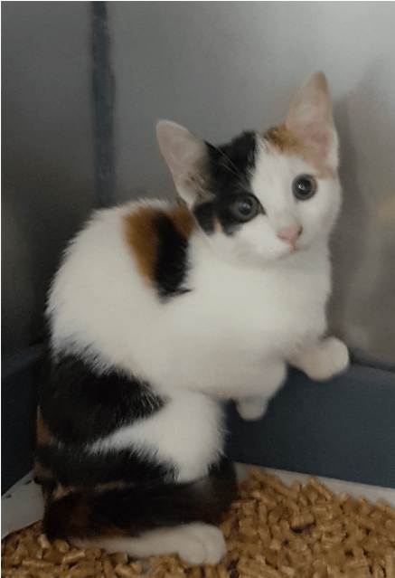 Photo Of Mystique - Domestic Short-haired Cat (638x638), Png Download