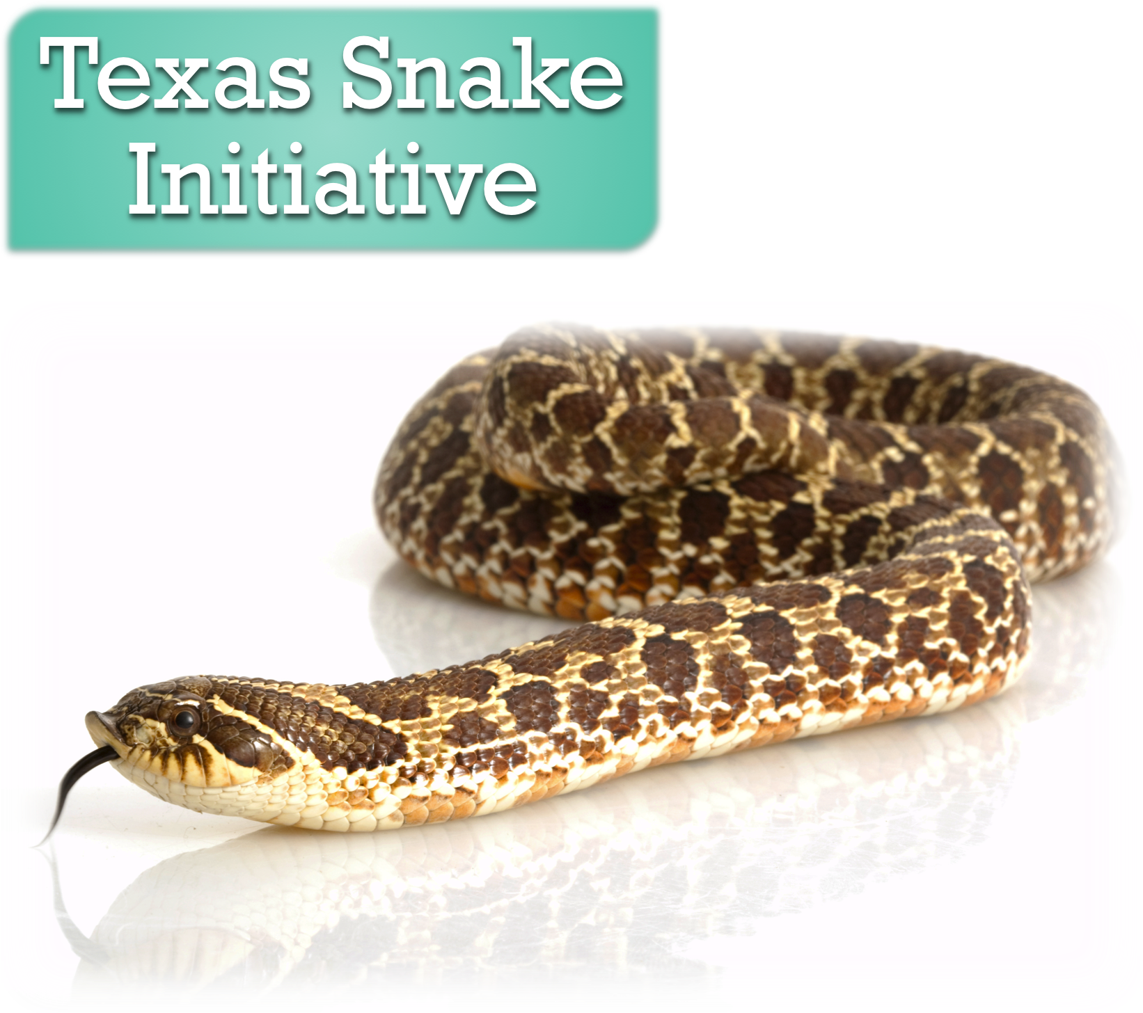 Websiteheader2 - Western Hognose Snake (1650x1468), Png Download
