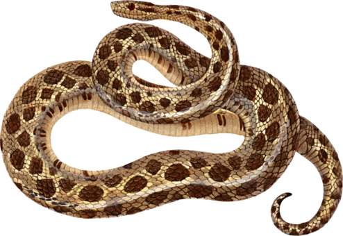 Sidewinder Snakes Boa Constrictor Reptile Eastern Diamondback - Boa Clipart (494x340), Png Download