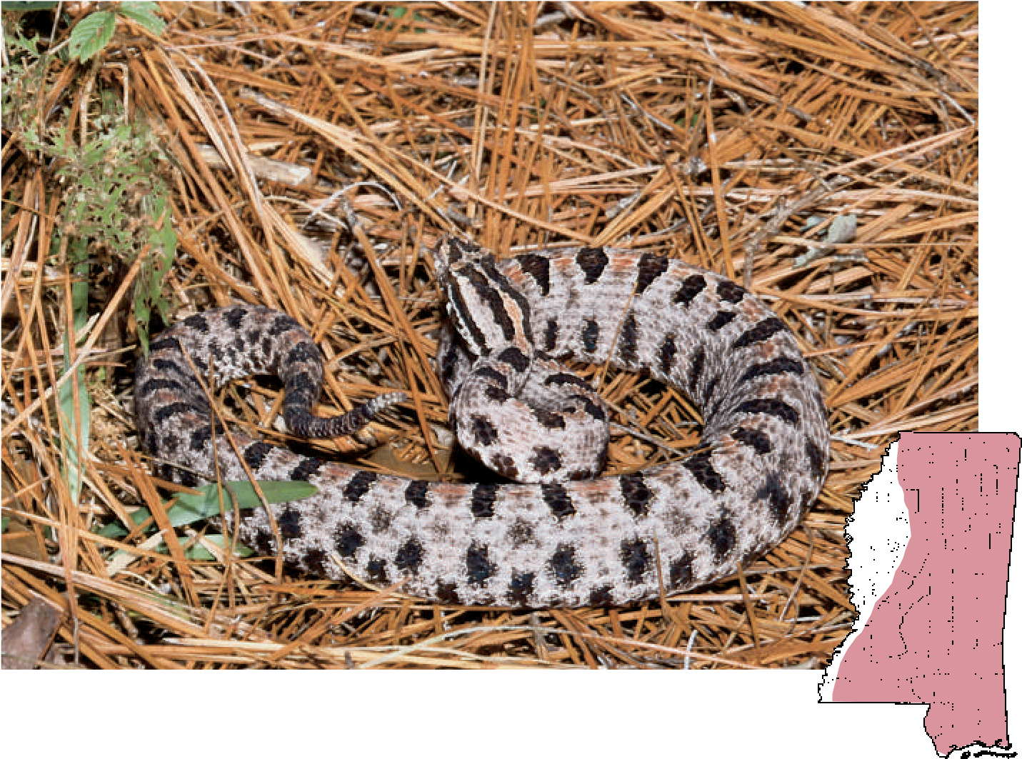 Pigmy Rattlesnake Sistrurus Miliarius - Pilot Rattlesnake (1435x1069), Png Download