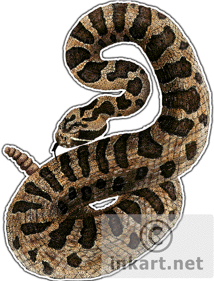 Eastern Massasauga Rattlesnake Decal - Eastern Massasauga Rattlesnake Drawing (447x580), Png Download