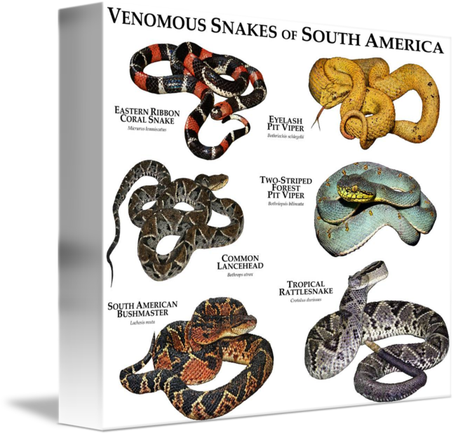 Venomous Snakes Of South America By Roger Hall Clipart - Pit Viper Coral Snake (650x621), Png Download