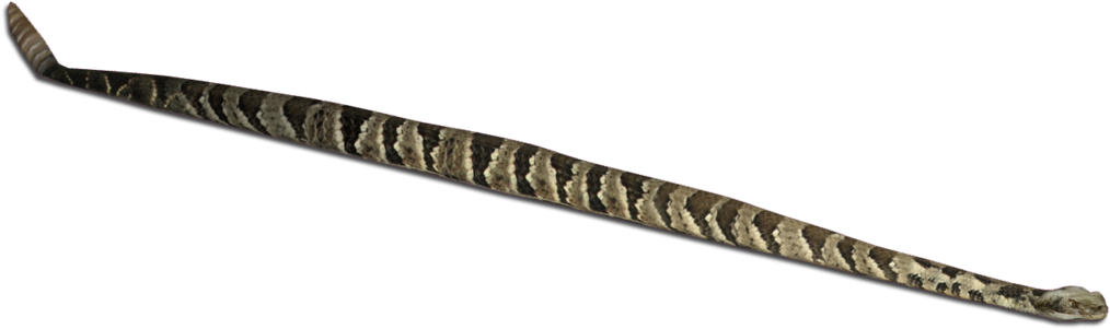 Timber Rattlesnake - Strap (1020x1020), Png Download