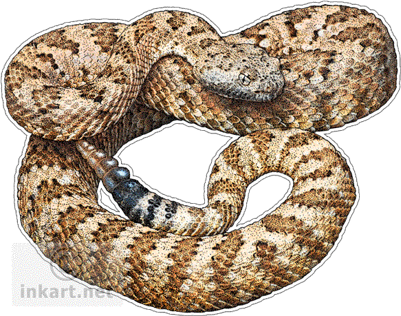 Rattle Snake Png - Panamint Rattlesnake Throw Blanket (590x466), Png Download