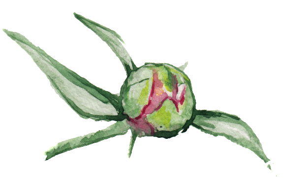 Green Branch Transparent Ornament Material - Flori Mumajesi (650x409), Png Download