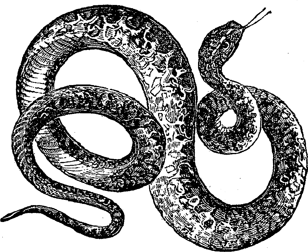 Digital Snake Downloads - Snakes (1200x967), Png Download