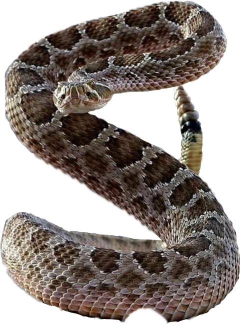 Sidewinder Snake Standing Up (480x650), Png Download