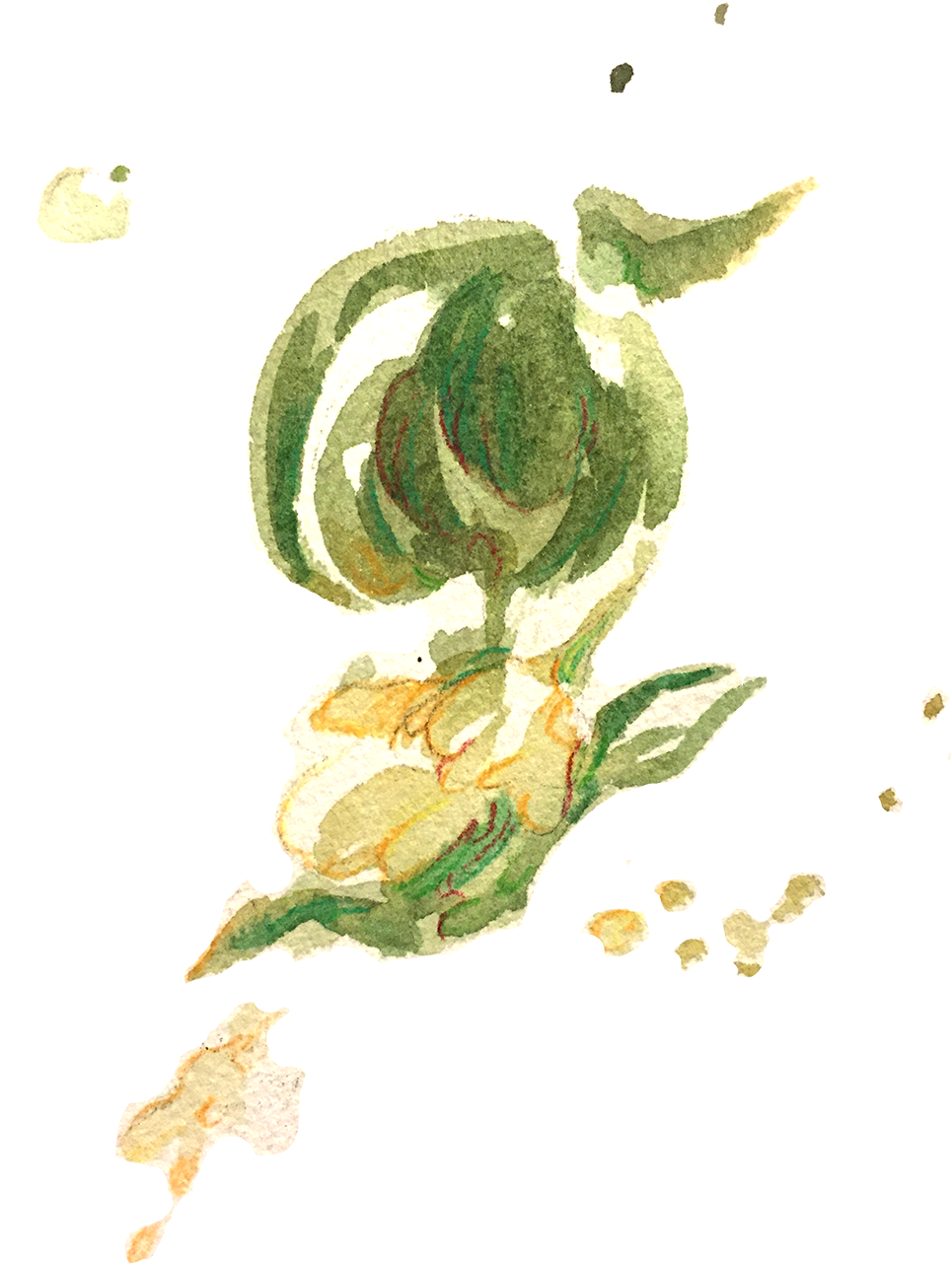 A Preview Of My Tea Leaves Study For A Zine Called - Garden Roses (1000x1323), Png Download