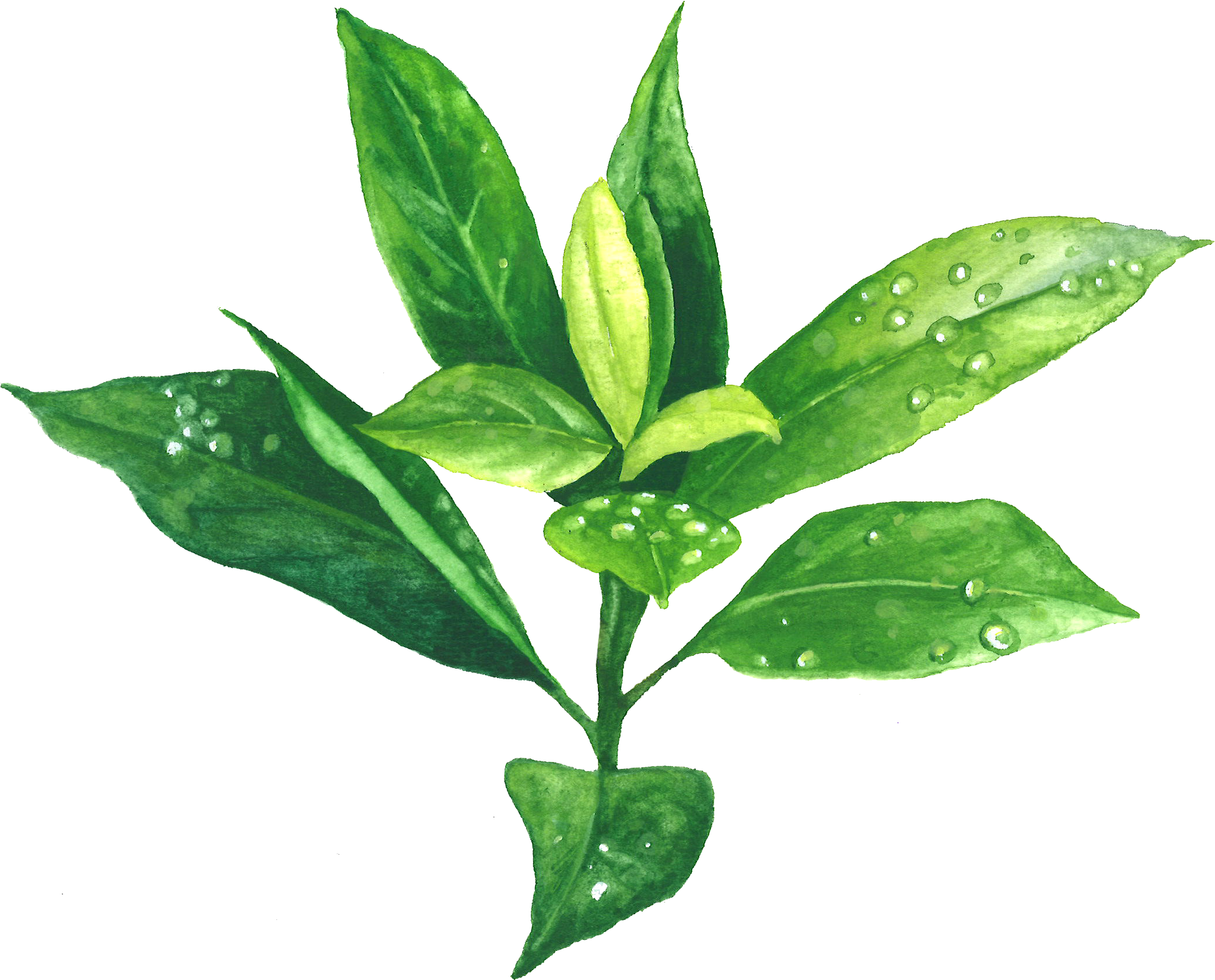 Green Tea (2083x1681), Png Download