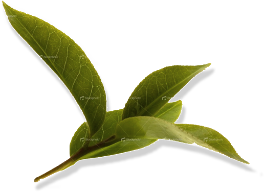 Among All The Available Varieties Of Tea, Such As White - Camellia Sinensis Leaf Transparent (530x470), Png Download