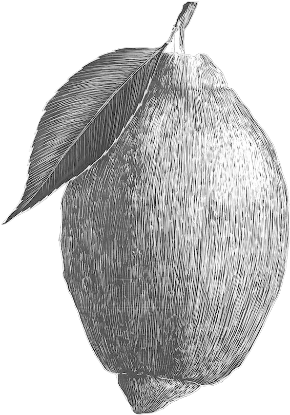 Lemon - Starfruit (614x865), Png Download