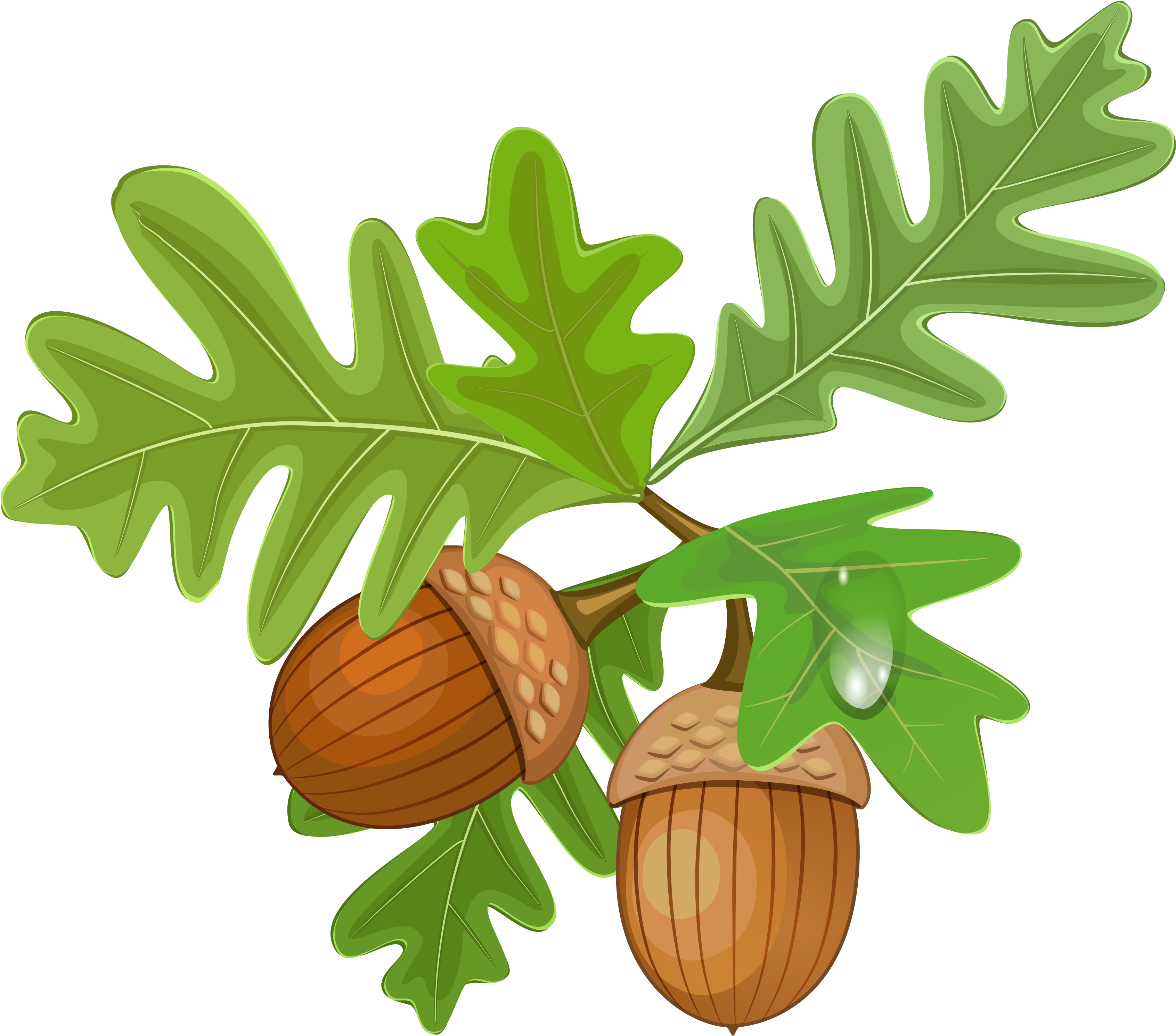 Transparent Leaves With Acorns - Acorn Clipart Free (3720x3250), Png Download
