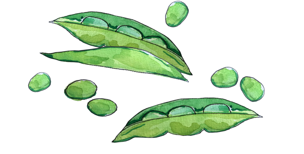 Peas June2018 Lyndsay - Green Pea (1000x1000), Png Download