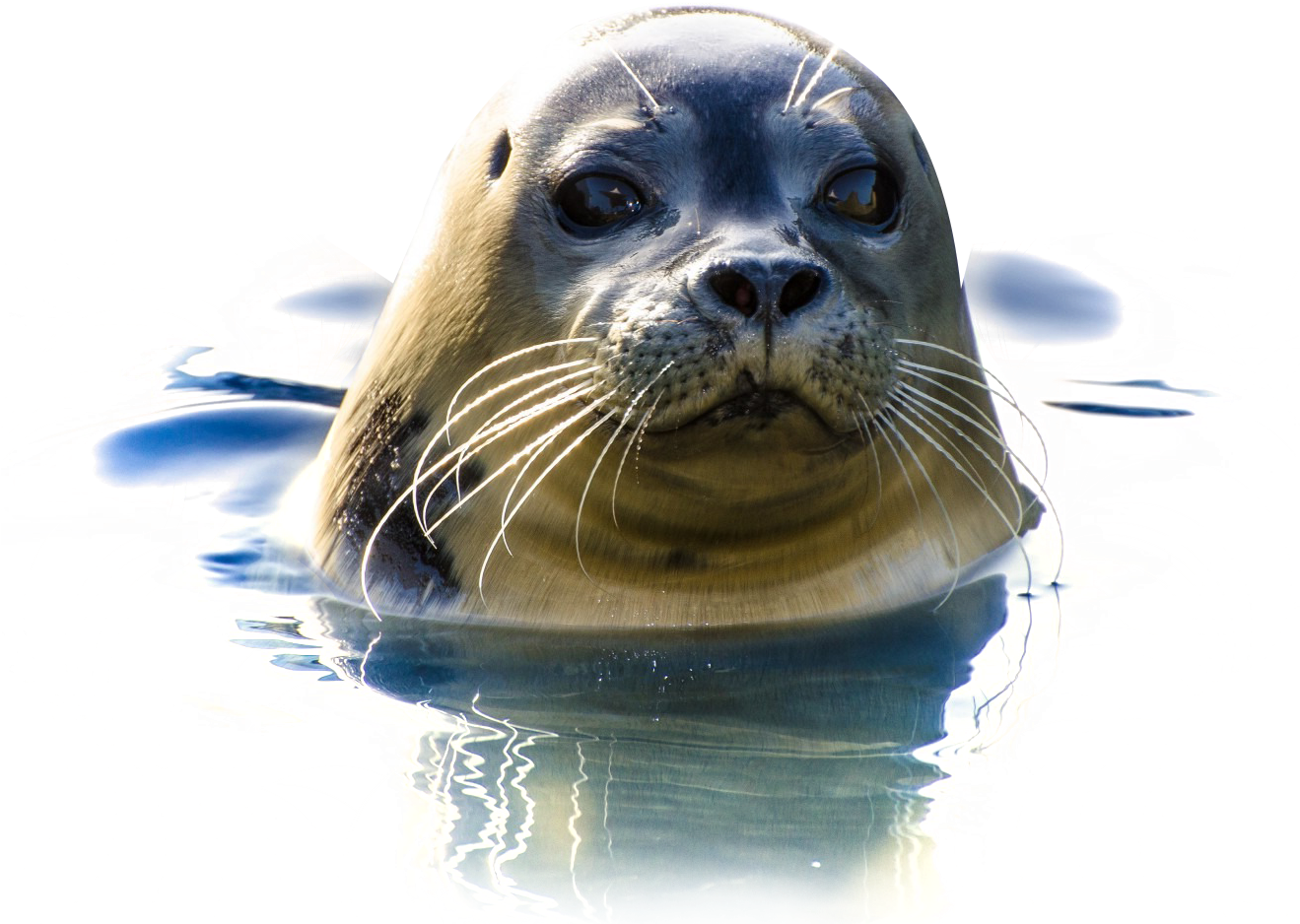 Crocodile In Water Png (1318x1073), Png Download