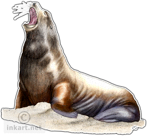 California Sea Lion Decal - California Sea Lion Greeting Card (570x530), Png Download