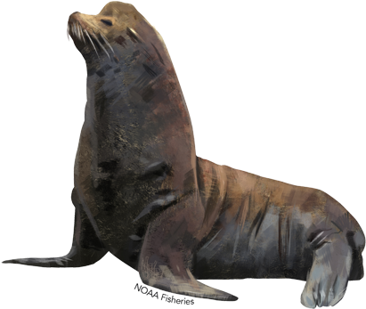 California Sea Lion - Jack Russell Bronze Sculpture (640x427), Png Download