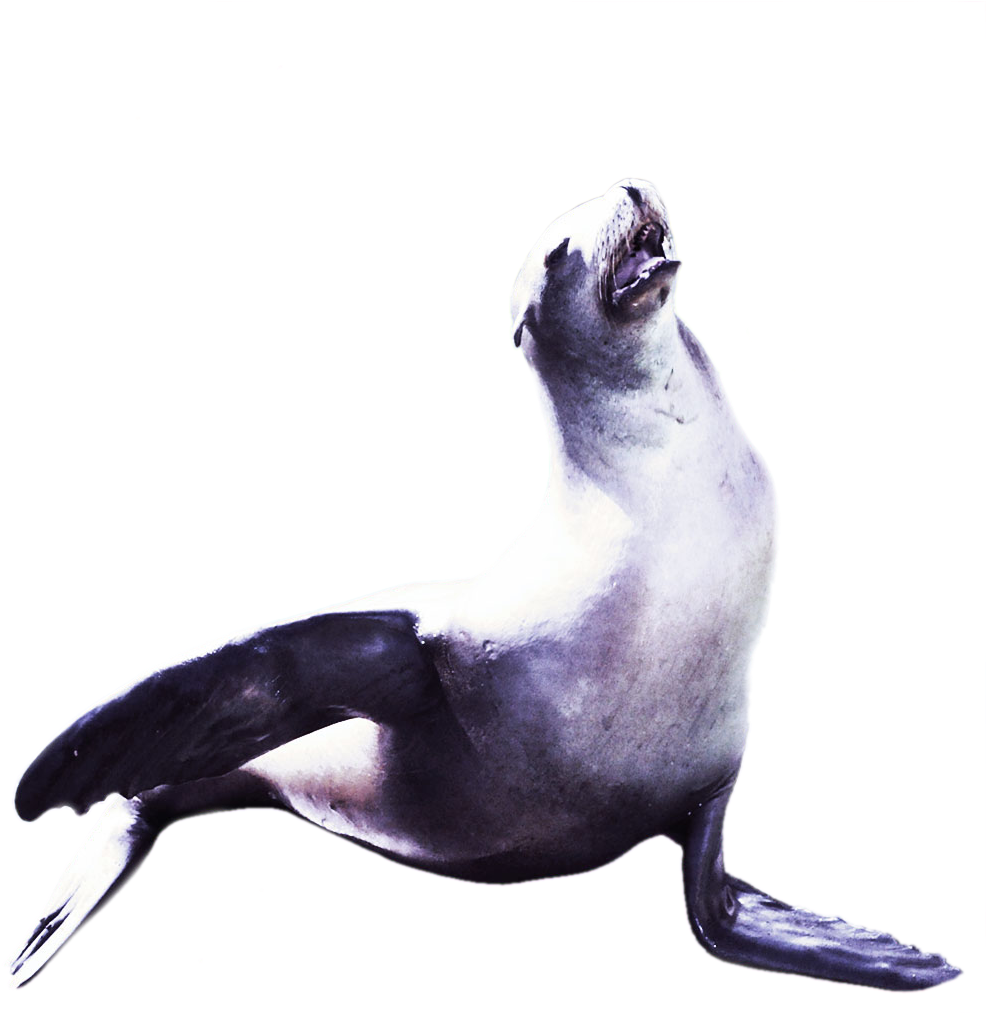 Animalsea Lion Proclamation - Lion (1012x1012), Png Download