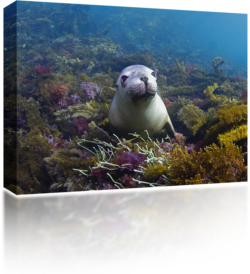 Baby Sea Lion - Punxsutawney Phil (1024x1024), Png Download