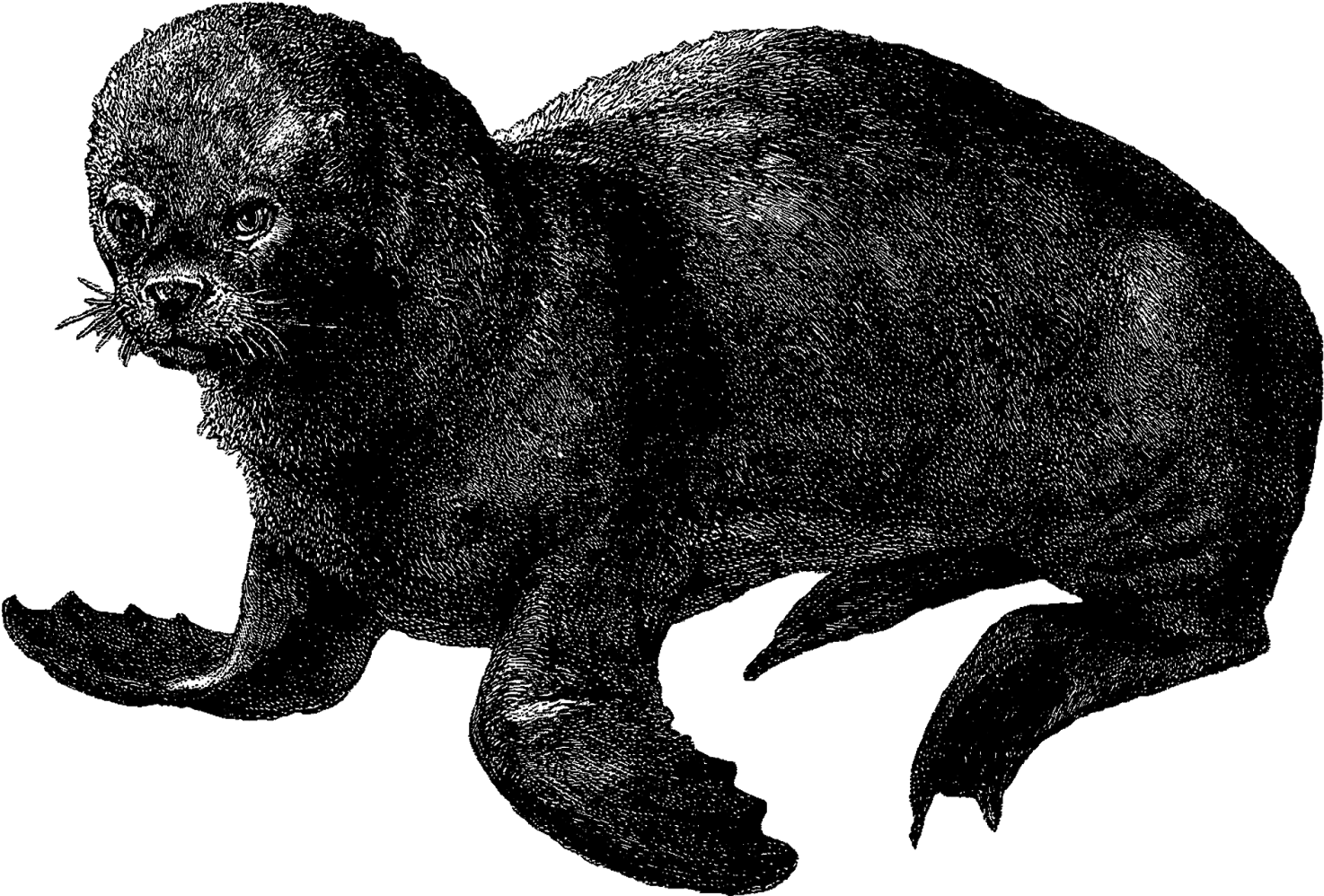 The First Sea Animal Illustration Is Of A Right Whale - Illustration (1600x1109), Png Download
