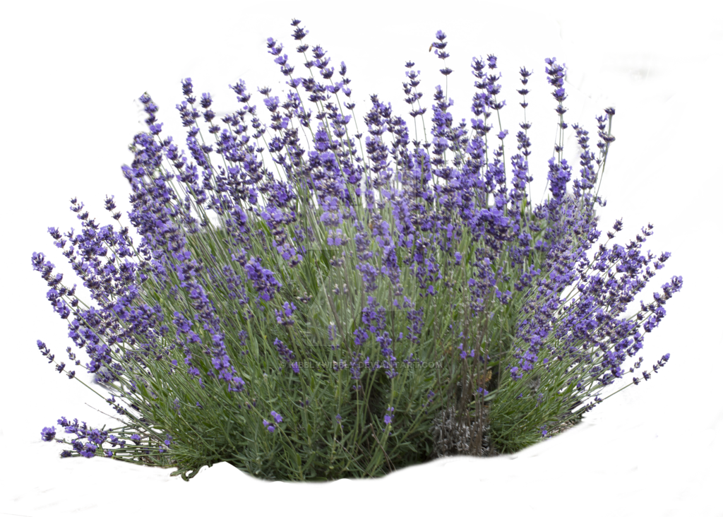 Download Lavender Bush White Background Clipart English - Lavender (899x643), Png Download