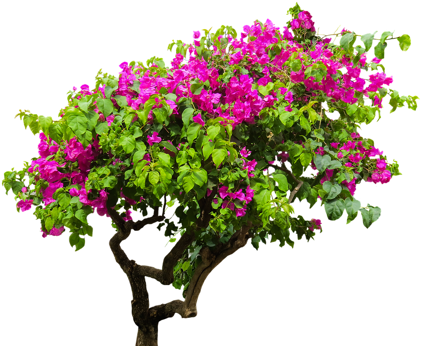 Download Nature, Tree, Bougainvillea, Plant, Bush, Sand - Bougainvillea On  Transparent Background PNG Image with No Background 