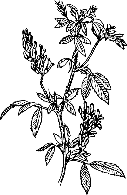 Leaf Branches Flower Plant Leaves Bush Herb - Alfalfa Clip Art (419x640), Png Download