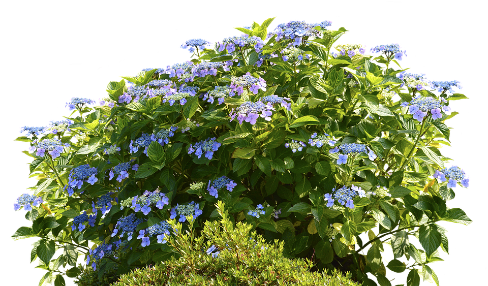 Hydrangeas, Hydrangea Bush, Bush, Nature, Spring, Flora - ไม้ พุ่ม Png (960x638), Png Download