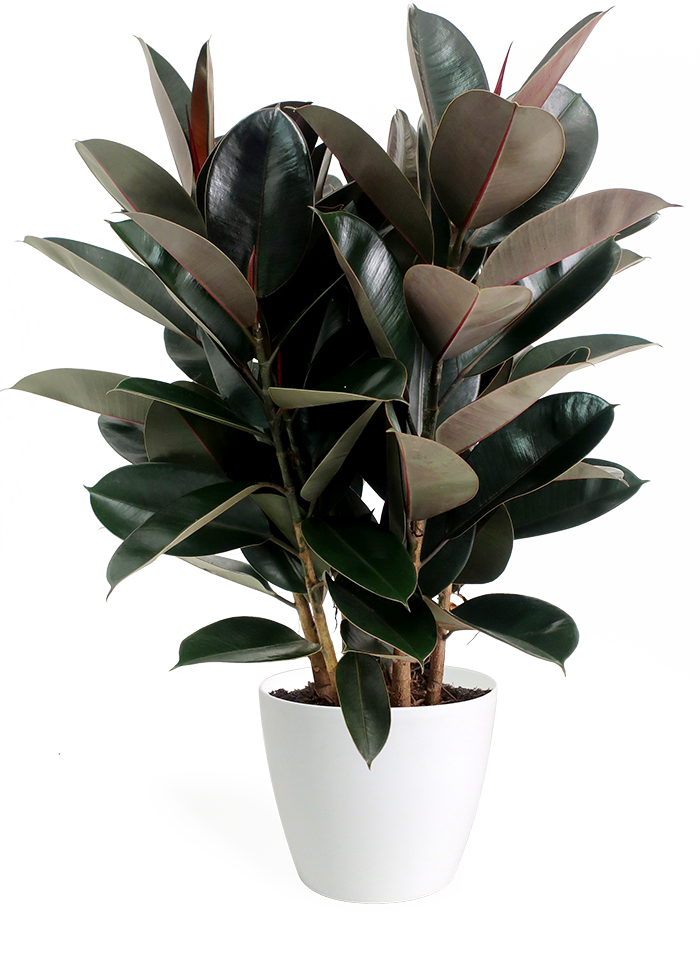 Ficus Burgundy Bush (700x977), Png Download