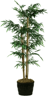Silk Bamboo Tree In Dark Basket - Png Transparent Bamboo Tree (648x432), Png Download