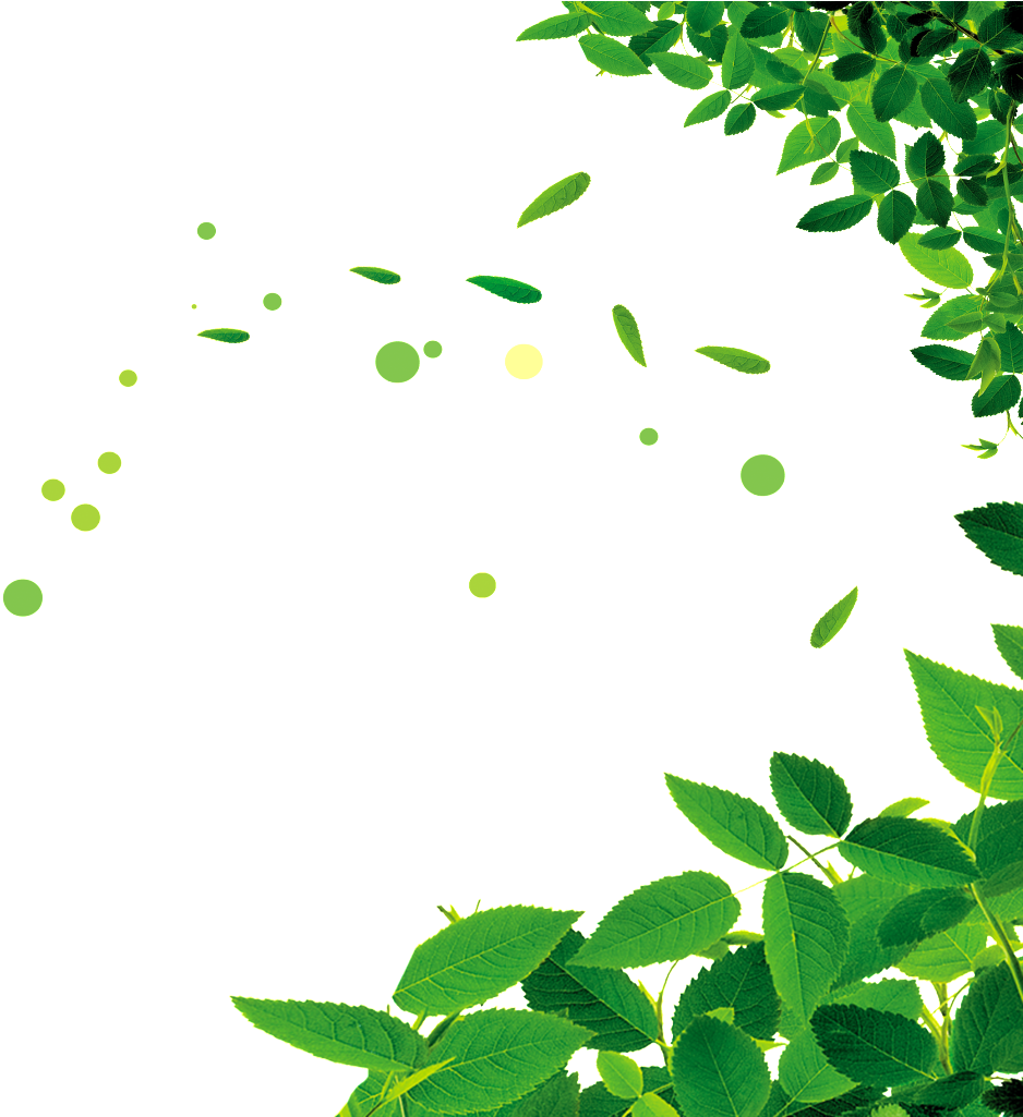 Beautiful Green Leaf Png - Weight Loss Tips Tamil (1024x1024), Png Download