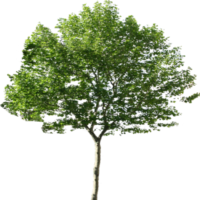 Single Tree Png Png Images - Tree Png (400x400), Png Download