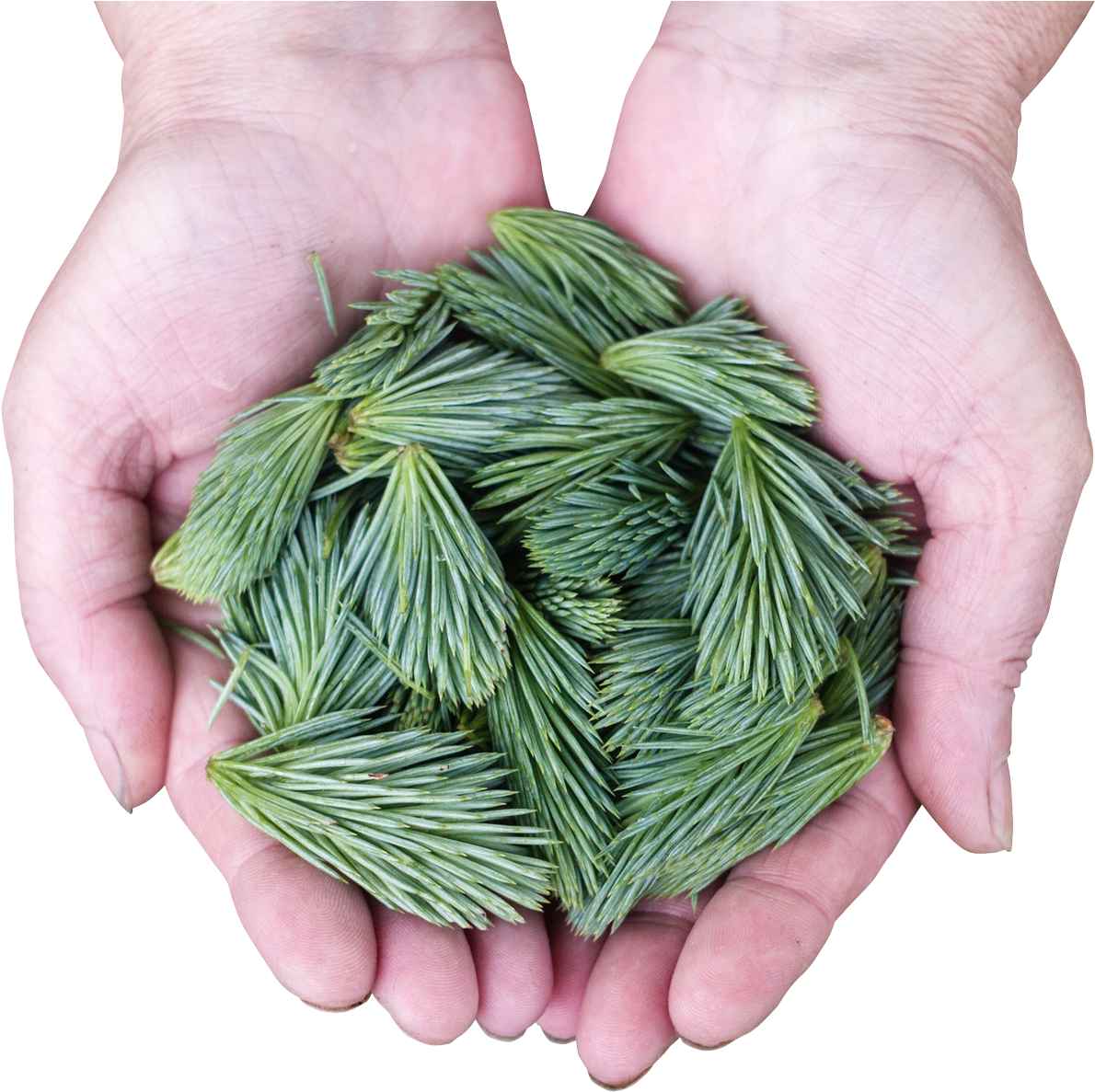 Pine Leaves Png Transparent Image - Leaf (500x470), Png Download