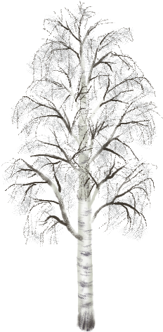 Birch 02 Mature Summer Large Hh - Birch Tree Winter Png (304x479), Png Download