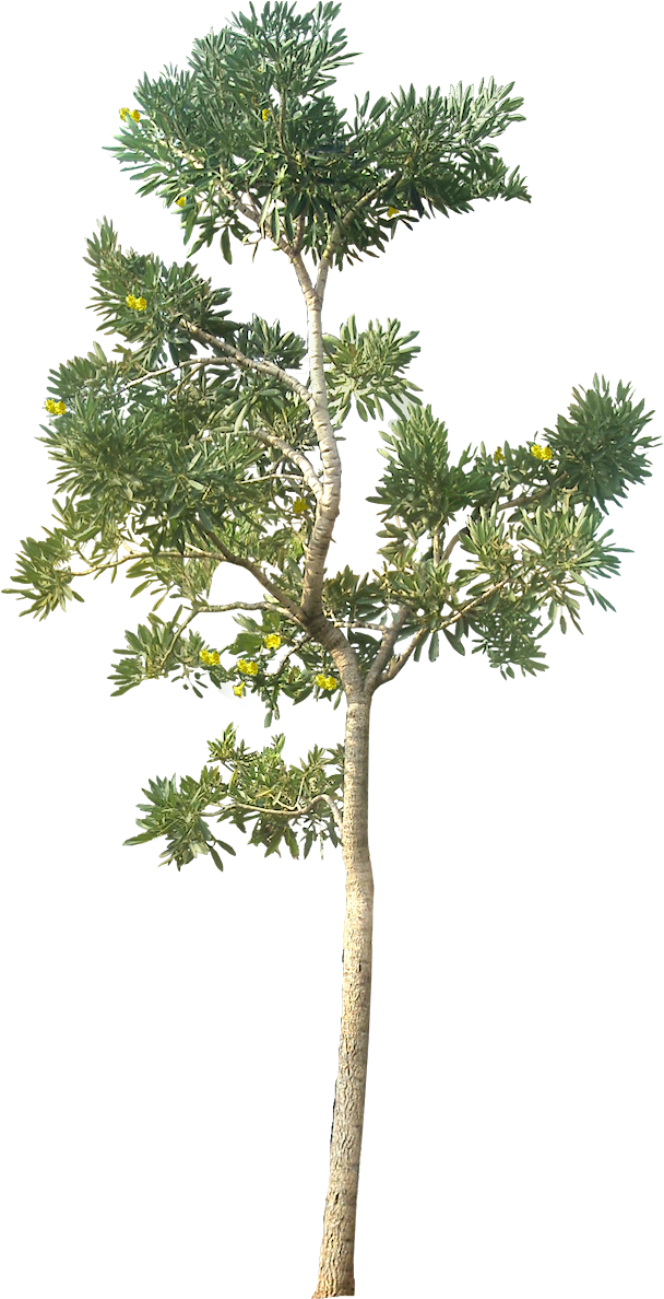 Tree Png Hd Quality - Tree Png Architecture (461x900), Png Download