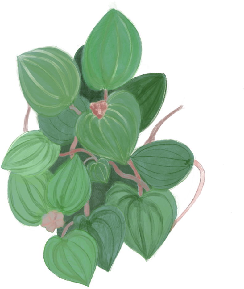 Green Leaves (1000x1415), Png Download